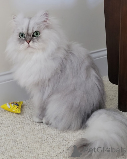 Фото №3. Маленький джентльмен с пушистым сердцем. Швейцария