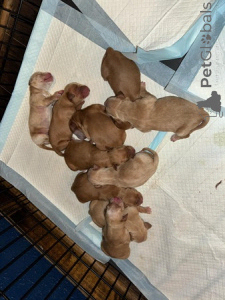 Фото №2 к объявлению №135424 о продаже золотистого ретривера - купить в Великобритании заводчик