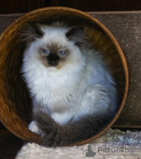 Фото №3. Клубный котенок редкой породы рэгдолл.. Россия