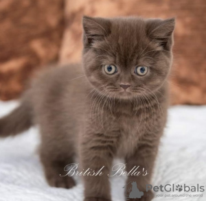 Фото №3. Британский короткошерстный котенок. Германия