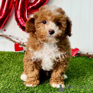 Фото №3. Кобель, 12 недель, готов к отправке домой..  Германия