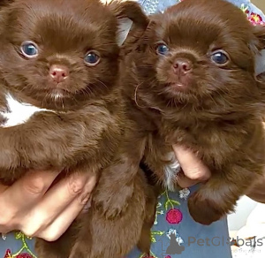 Фото №2 к объявлению №159560 о продаже чихуахуа - купить в Германии частное объявление, из приюта