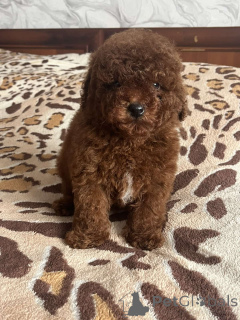 Фото №1. пудель (той) - купить в Киеве за 92767₽. Объявление №166218