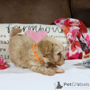 Фото №1. мальтипу - купить в Берлине за 83490₽. Объявление №150161