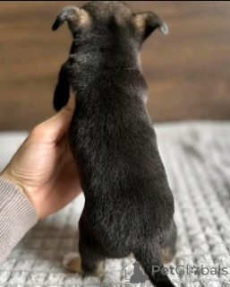 Фото №3. Teacup Chihuahua Puppy для усыновления.  США