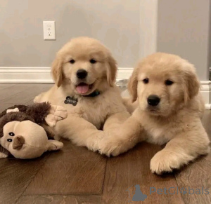 Фото №3. Золотой ретривер Welpen verfügbar für.  Германия