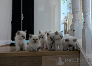 Фото №1. рэгдолл - купить в Аалборг за 32468₽. Объявление №153865