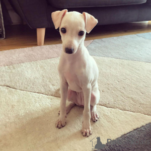 Фото №2 к объявлению №173382 о продаже левретку - купить в Колумбии частное объявление
