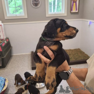 Фото №1. доберман - купить в Женеве за договорная. Объявление №166410