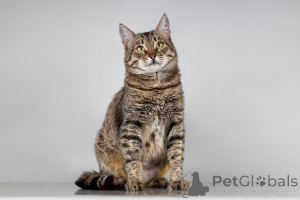 Фото №1.  - купить в Химках за Бесплатно. Объявление №166044