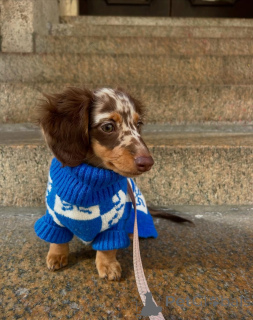 Фото №2 к объявлению №167200 о продаже таксу - купить в Германии частное объявление, из приюта
