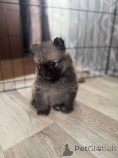 Фото №3. Щенок шпица.  Израиль