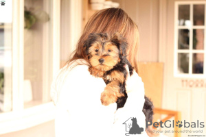 Фото №3. TINY TOY YORKIE POO PUPPIES.  Германия