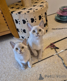 Фото №1. бурма - купить в Плохой Вильбел за 41745₽. Объявление №166313