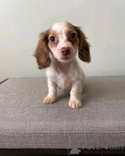 Фото №3. Доступен ветеринарный осмотр. Современная вакцинация от глистов. Игривый с.  Германия