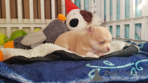 Фото №2 к объявлению №143480 о продаже беспородную - купить в Австрии заводчик