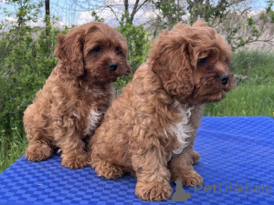 Фото №4. Продажа кавапу в Киеве частное объявление, из питомника, заводчик - цена 51022₽