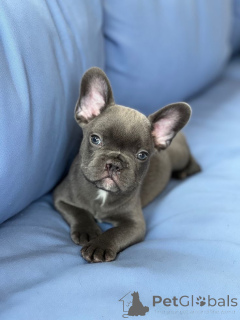 Фото №2 к объявлению №157877 о продаже французского бульдога - купить в Германии из приюта, заводчик