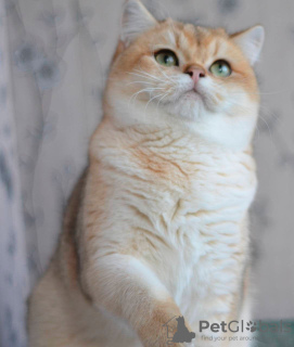 Дополнительные фото: Предлагаем вам котят элитной породы британская золотая шиншилла NY11.