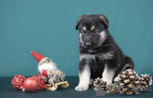 Фото №2 к объявлению №128581 о продаже восточноевропейскую овчарку - купить в Латвии частное объявление, заводчик