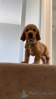 Фото №2 к объявлению №166700 о продаже английского кокер-спаниеля - купить в Финляндии частное объявление