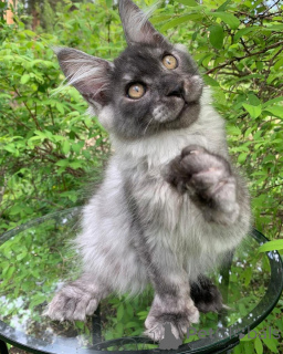 Фото №2 к объявлению №156245 о продаже мейн-кун - купить в Люксембурге частное объявление