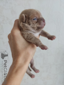 Фото №4. Продажа  в Оренбурге частное объявление - цена 60000₽