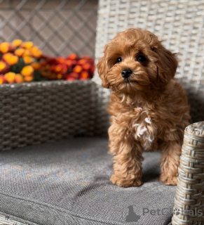 Фото №1. мальтипу - купить в Алсдорф за 51022₽. Объявление №157764