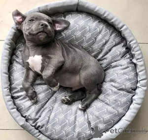 Фото №1. американский питбультерьер - купить в Берлине за договорная. Объявление №166419