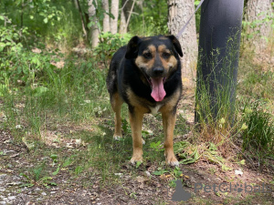 Фото №2 к объявлению №144343 о продаже беспородную - купить в России частное объявление