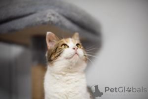 Фото №4. Продам  в Химках из приюта - цена Бесплатно