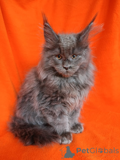 Дополнительные фото: Шикарные котята мальчики