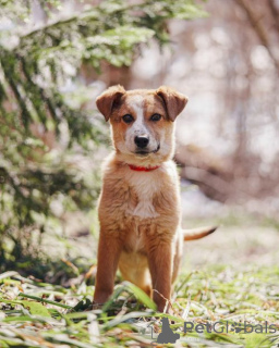 Фото №1. беспородная - купить в Москова за Бесплатно. Объявление №167146