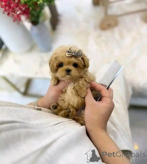 Фото №2 к объявлению №138637 о продаже пуделя (той) - купить в США заводчик