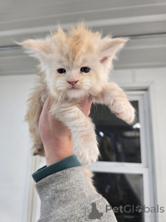 Фото №2 к объявлению №156476 о продаже  - купить в Германии заводчик