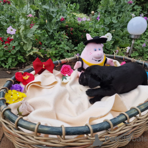 Фото №1. лабрадудль - купить в Познани за договорная. Объявление №146014