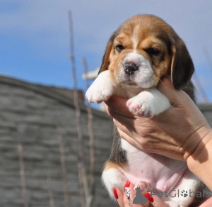 Фото №2 к объявлению №161257 о продаже  - купить в Германии 