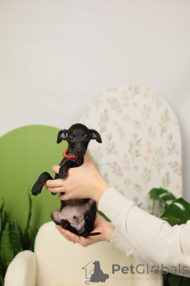 Фото №3. Кобель левретки.  Беларусь