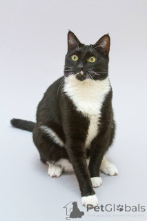 Фото №3. Кот Антошка ищет свою семью.. Россия