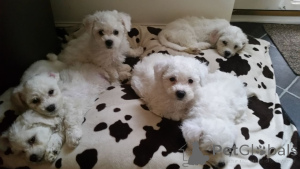 Фото №3. Щенки бишон фризе.  Бельгия