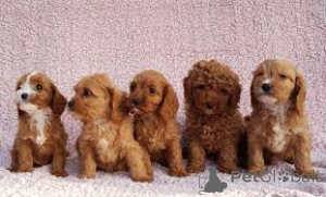 Фото №1. кавапу - купить в Брюсселе за 64937₽. Объявление №162620