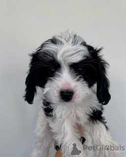 Фото №2 к объявлению №158450 о продаже кинг-чарльз-спаниеля - купить в Люксембурге частное объявление