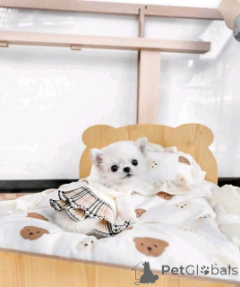 Фото №1. чихуахуа - купить в Хельсинки за 51022₽. Объявление №159465