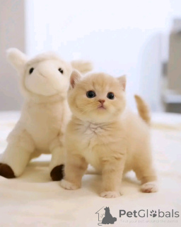 Фото №3. Scottish Fold Kätzchen Zur усыновление. Германия