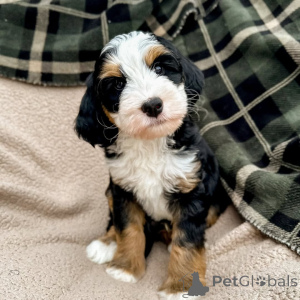 Фото №3. Мягкие глаза, более мягкое сердце Милли привносит в каждый день любовь,.  Ирландия