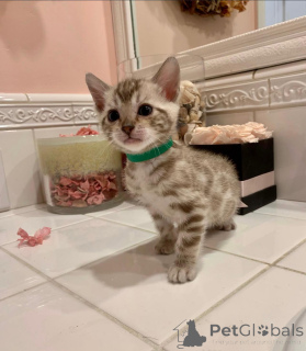 Фото №2 к объявлению №152623 о продаже бенгальская - купить в Швейцарии частное объявление