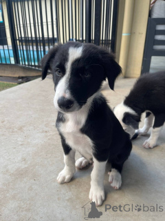 Фото №1. бордер-колли - купить в Цветочный парк за Бесплатно. Объявление №163959