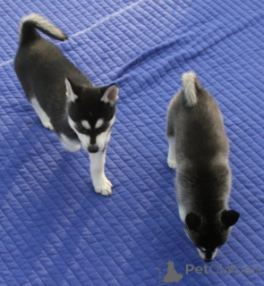 Фото №4. Продажа сибирского хаски в Барселоне частное объявление - цена Бесплатно