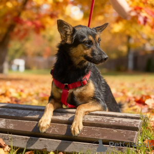 Фото №4. Продажа беспородную в Москве реке частное объявление - цена Бесплатно