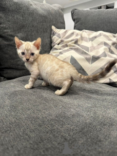 Фото №2 к объявлению №152746 о продаже бенгальская - купить в Швейцарии частное объявление